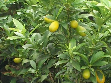 Fruit Plants In Gandhinagar फल का पौधा गांधीनगर Latest Price And Mandi Rates From Dealers In