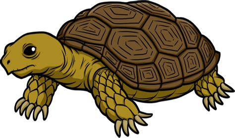 Download Tortoise Transparent Hq Png Image Freepngimg Turtle Images
