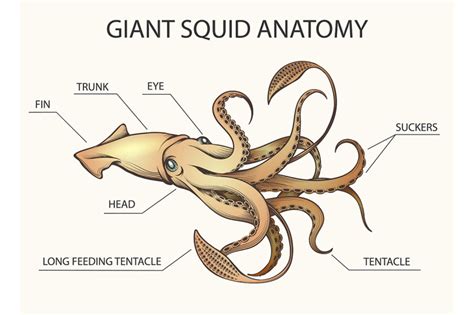 Giant Squid Anatomy Illustration By Olena1983 Thehungryjpeg