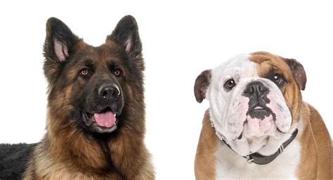 Type your text & get english to persian translation instantly. German Shepherd Bulldog Mix - American Bulldog and GSD ...