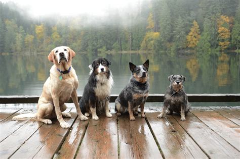 Photography Nature Landscape Dog Animals Lake Dock
