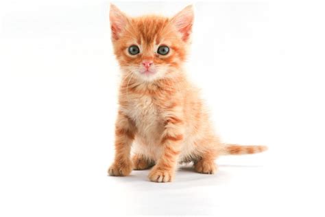 Wedding World Cute Orange Kitten
