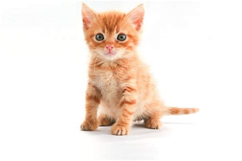 Wedding World: Cute Orange Kitten