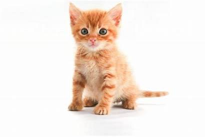 Kitten Orange Cat Cats Wallpapers Kitty Ginger