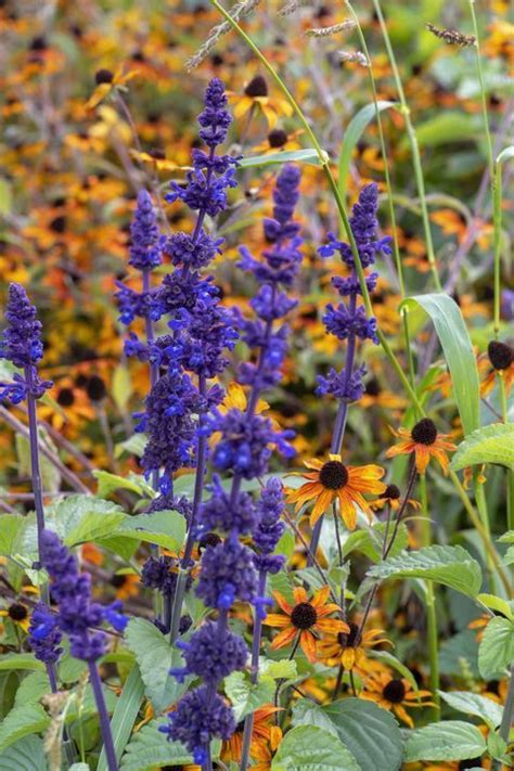 The 15 Best Fall Flowers For Your Autumn Garden Giardino Di Autunno