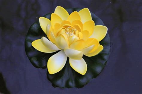Anybody who has ever observed a lotus flower emerging from a murky pond cannot fail to see the beauty of this exquisite plant. Floating Water Lanterns Bulk - SkyLantern-Original.co.uk
