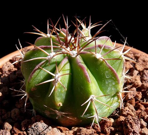 1509 4th street berkeley ca 94710. Melocactus disciformis - Cactus Jungle