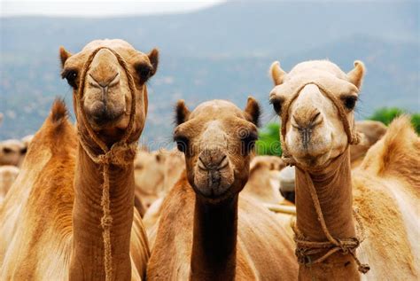 Three Camels In Ethiopia Stock Image Image Of Camel 16297619