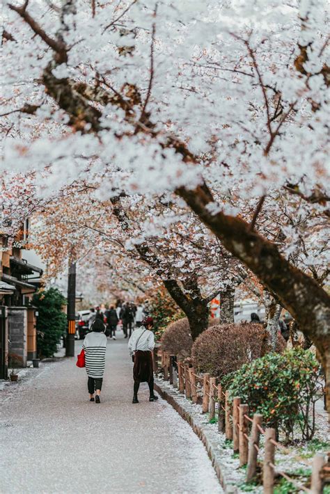 Sakura Kyoto The 10 Most Beautiful Cherry Blossom Spots In Kyoto