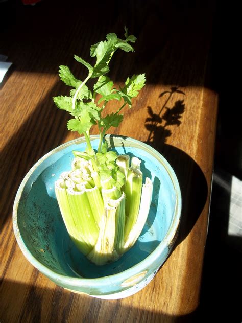 Growing Celery For Free Easily Penniless Parenting