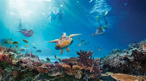 Los Arrecifes De Coral Más Visitados Del Mundo