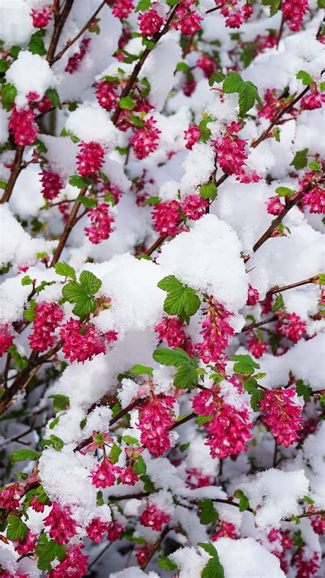 Spring Flowers In Snow Wallpapers On Wallpaperdog
