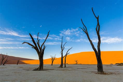 Camel Thorn Trees At Deadvlei During Sunset Over Dunes Namibia Africa