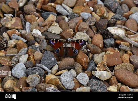Farfalla Dorsale Immagini E Fotografie Stock Ad Alta Risoluzione Alamy