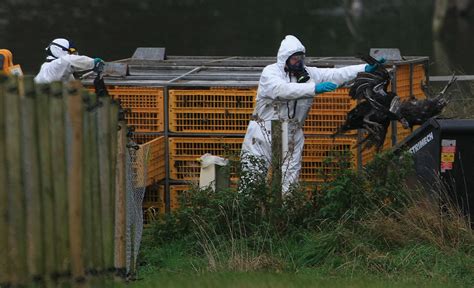Bird Flu Outbreaks In Norfolk Suffolk Causes All Poultry There To Be Kept Indoors Science Times