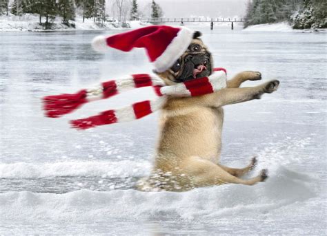 Funny Pug Christmas Card Pug Sliding On Ice Pug Christmas Pug