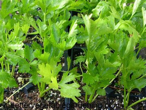 Growing Celery Successfully In The Home Garden