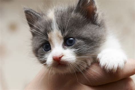 The normal kitten weaning process kicks off when a kitten is about four weeks of age. How Old Should a Kitten Be Before it Is Adopted? - Pets