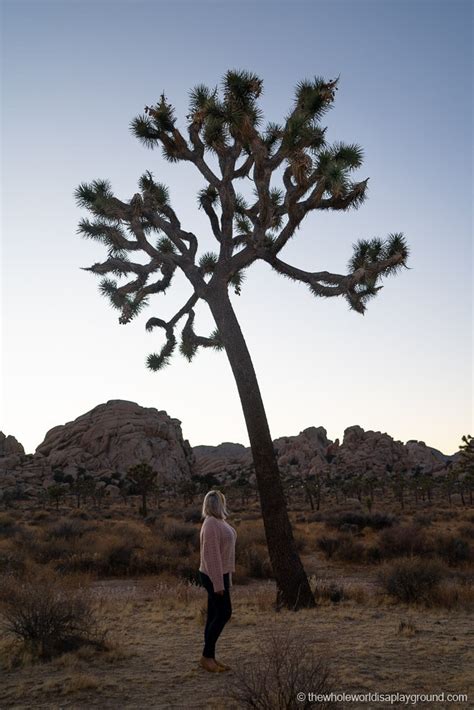 20 Best Things To Do In Joshua Tree National Park The Whole World Is