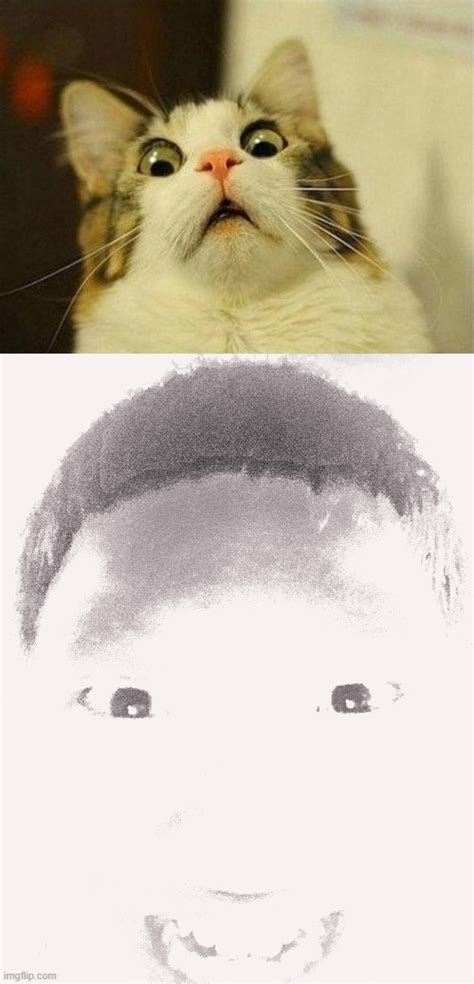 Image Tagged In Memesscared Cat Imgflip