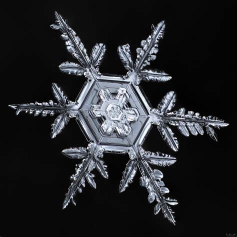 Snowflake-a-Day #35 | Snowflakes, Snowflake photos, Snowflakes real