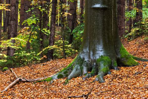 Tree In The Autumn Forest Copyright Free Photo By M Vorel Libreshot