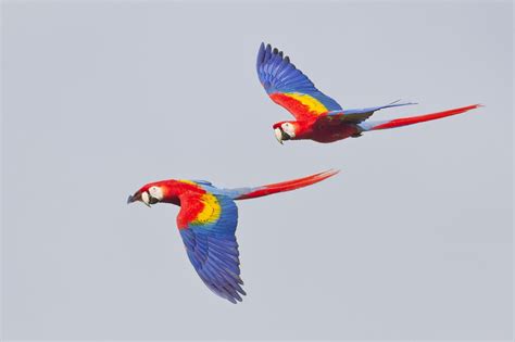 Flying Macaws Macaw Parrot Flying Macaw Parrot