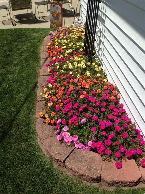 Compare prices & read reviews. Garden of moss rose (Dengan gambar)