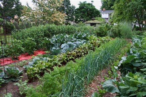 Photos Of Vegetable Garden