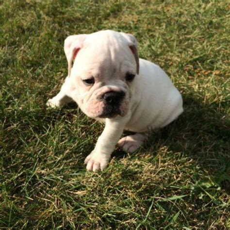 We have also assisted in old english bulldog rescues in wisconsin. Adorable Olde English Bulldogge Puppies for sale - 9 weeks old for Sale in Racine, Wisconsin ...