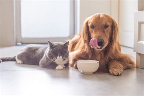 And what should you do if you catch your cat eating dog food? Can Cats Eat Dog Food? What to Know About Cats and Dog ...