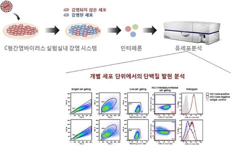 유럽의약품청(ema)이 미국 제약업체 화이자·독일 바이오엔테크가 공동 개발한 코로나19 백신의 12~15세 접종을 승인했다. C형간염 바이러스 면역회피 원리 규명 - 아주경제
