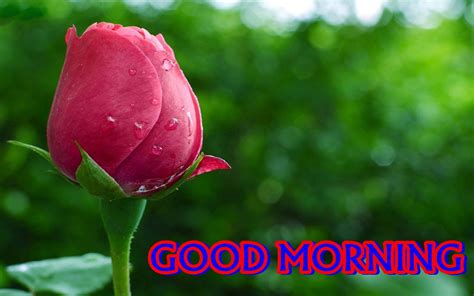 Today, 14 years later, it has reached the end of the road. 4K Good Morning Wallpapers High Quality | Download Free