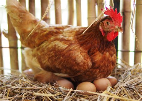 How Do Chickens Make Eggs Egg Laying Explained
