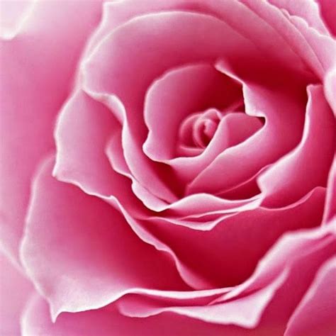 Pink Rose Close Up Цветы