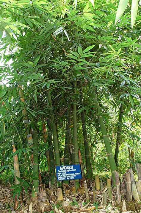 Malaysian bamboo society is a global organization to promote, increase and encourage the sharing of knowledge and. Bamboo Species | Carolina Bamboo Garden