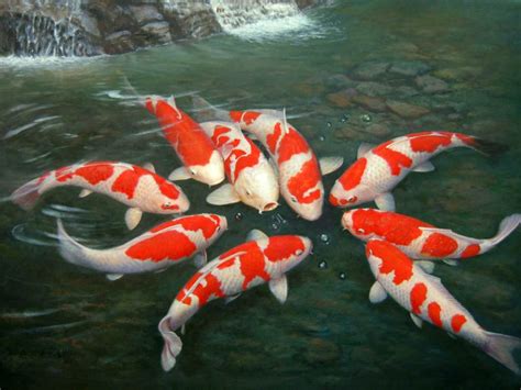 Hd Koi Fish Wallpaper Wallpapersafari