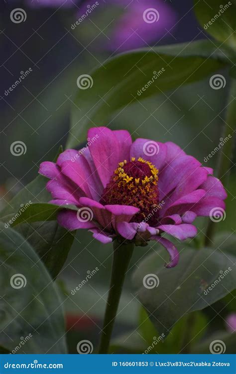 Summer Spring Bright Flower Sunny Pink Echinacea Purpurea Flowers Stock