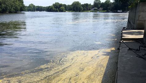 Sludge In River Is Just Algae Local News Daily