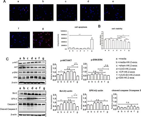 Em Hk 2 Exos Regulate The Proliferation And Apoptosis Of Thp 1