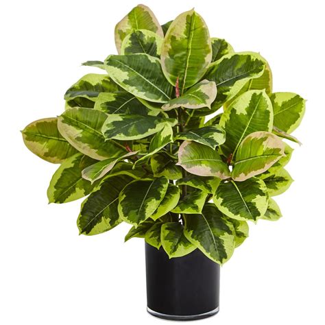 Sign up for free today! Nearly Natural Agave Plant with Black Planter-4856 - The ...