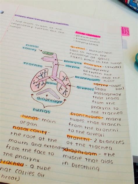 My Notes Medical School Essentials Medical School Studying Medical