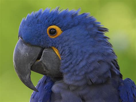 Blue Macaw Bird Biological Science Picture Directory
