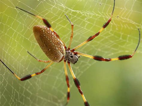 Feb 15, 2012 · 5) spider food: Show Me The Spiders!