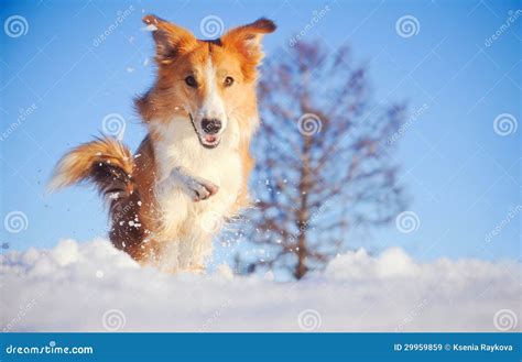 Dog Border Collie Playing In Winter Stock Image Image Of Active