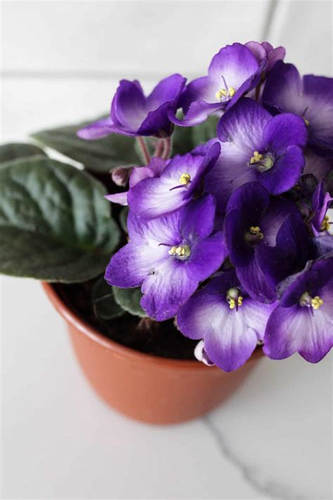 6 Best Pots For African Violets Paisley Plants