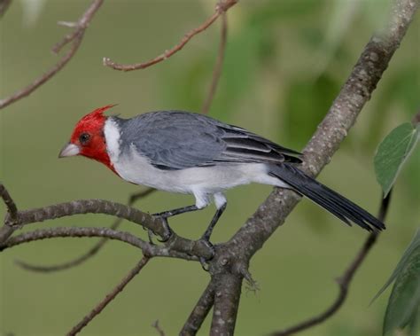 Red Crested Cardinal Birds Of Maui Field Guide · Inaturalist
