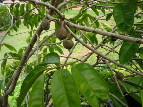Check spelling or type a new query. Forum: Tropical Fruit Tree