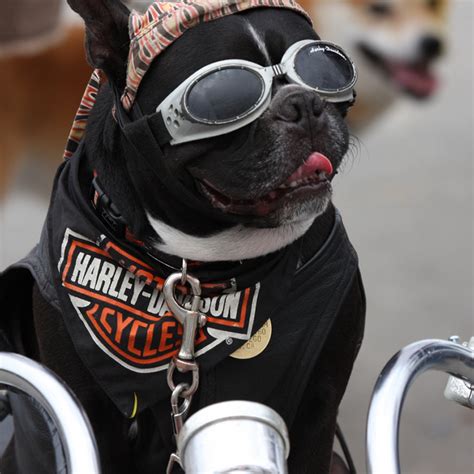 The Harley Davidson Motorcycle Dog Petmoods