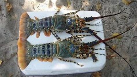 Anak lobster air tawar berumur 4 bulan diberikan makanan kacang hijau, wortel, sayuran dan ikan. Budidaya Lobster Air Tawar Di Aquarium - Aquarium Views